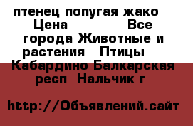 птенец попугая жако  › Цена ­ 60 000 - Все города Животные и растения » Птицы   . Кабардино-Балкарская респ.,Нальчик г.